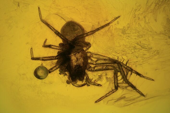 Detailed Fossil Spider (Aranea) In Baltic Amber #87108